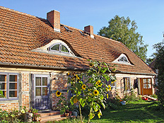 Sanierung des Echten Hausschwammes
